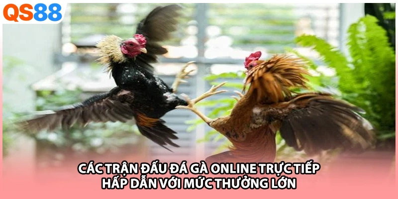 Các trận đấu đá gà online trực tiếp hấp dẫn với mức thưởng lớn