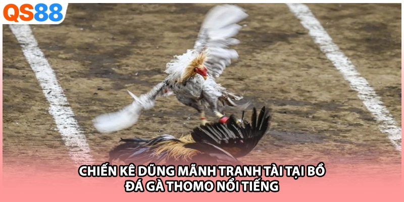Chiến kê dũng mãnh tranh tài tại bồ đá gà Thomo nổi tiếng