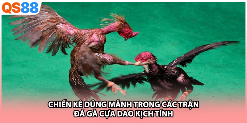 Chiến kê dũng mãnh trong các trận đá gà cựa dao kịch tính