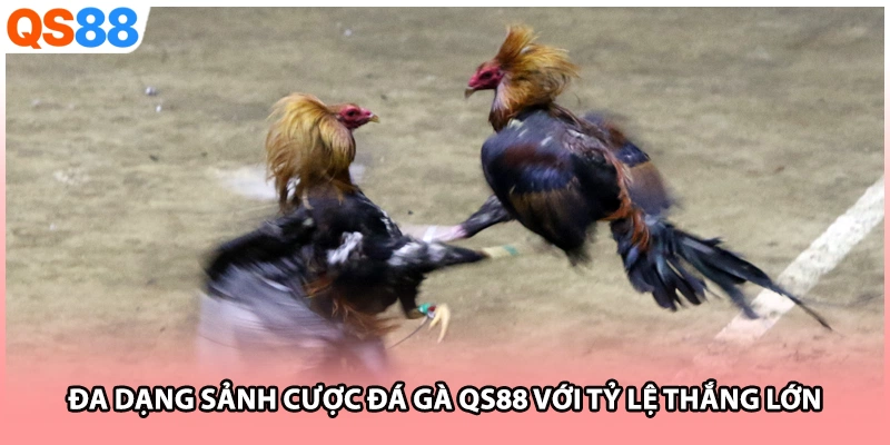 Đa dạng sảnh cược đá gà QS88 với tỷ lệ thắng lớn