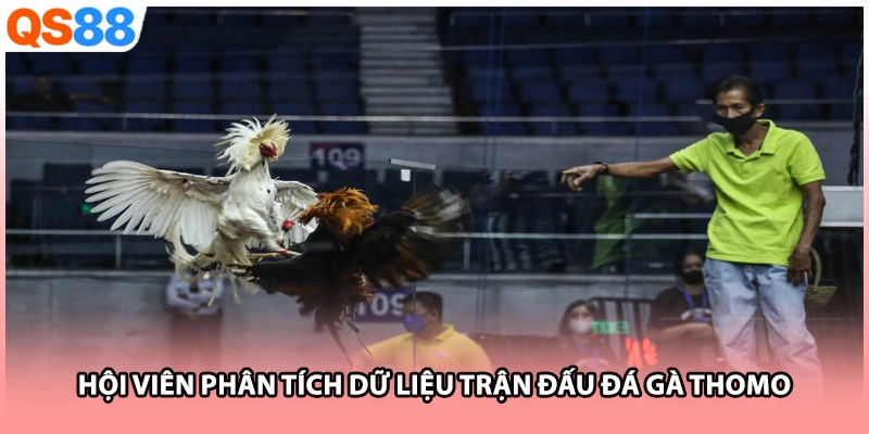 Hội viên phân tích dữ liệu trận đấu đá gà Thomo