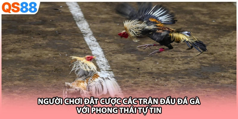 Người chơi đặt cược các trận đấu đá gà với phong thái tự tin