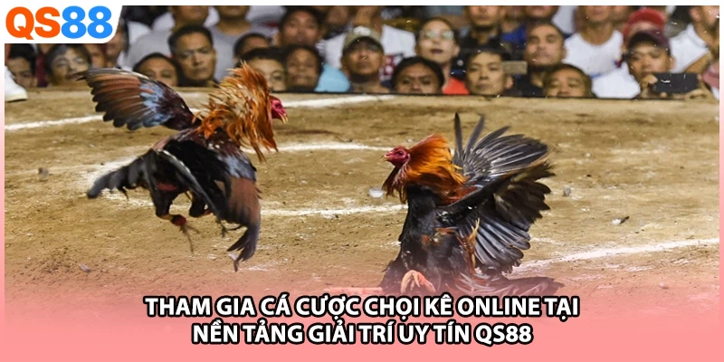 Tham gia cá cược chọi kê online tại nền tảng giải trí uy tín QS88