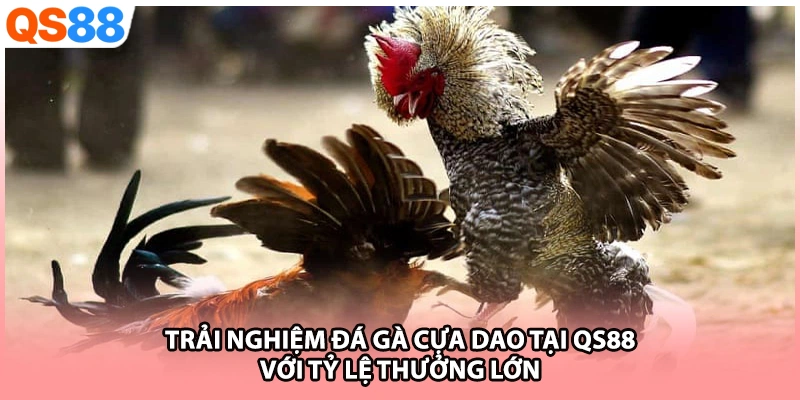Trải nghiệm đá gà cựa dao tại QS88 với tỷ lệ thưởng lớn